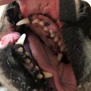 Meet your Posher, Riley